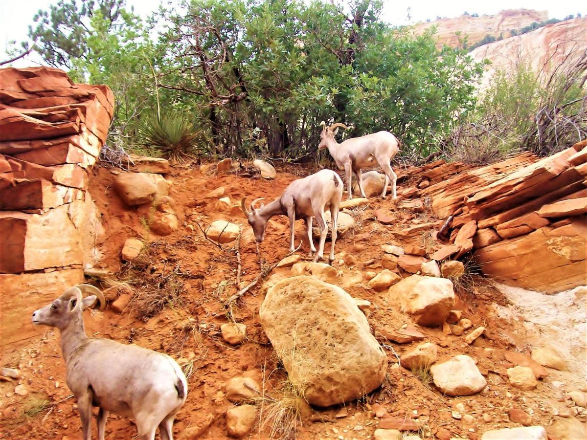 Arrowhead Country Cabins Mount Carmel Kültér fotó